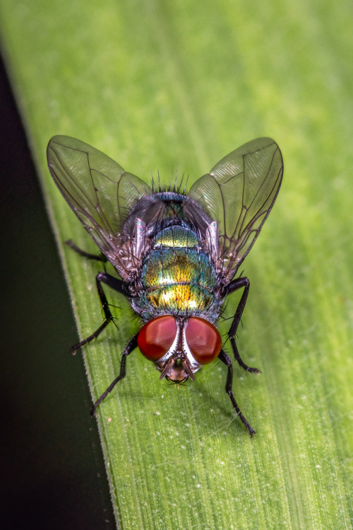 Focus Stacking Using Zerene Stacker