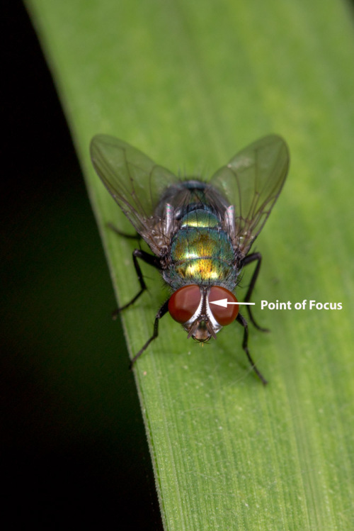 Focus Stacking Using Zerene Stacker Stack 1