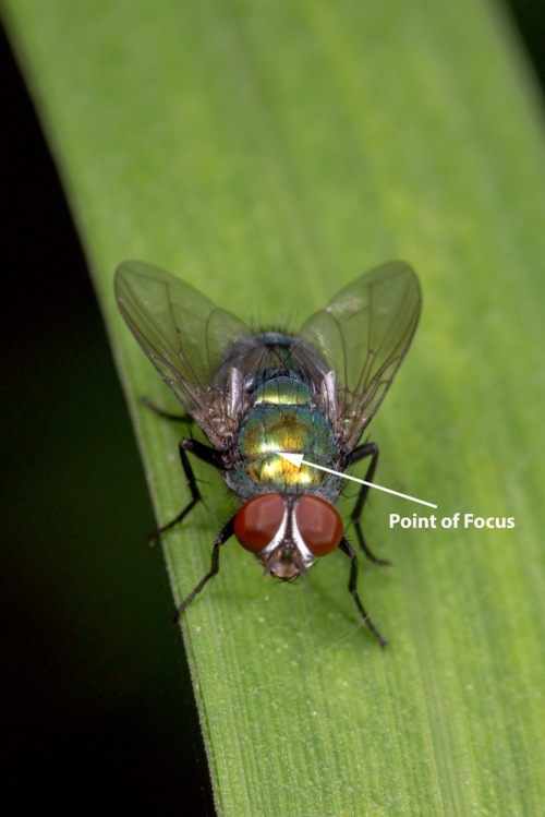 Focus Stacking Using Zerene Stacker Stack 2