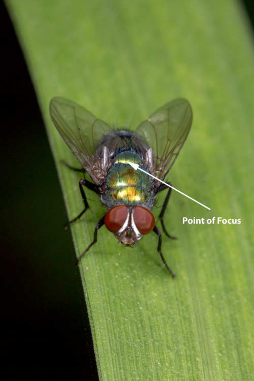 Focus Stacking Using Zerene Stacker Stack 3