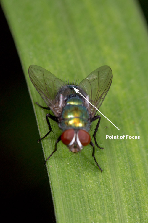 Focus Stacking Using Zerene Stacker Stack 4