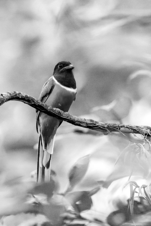 Trogon in Black & White