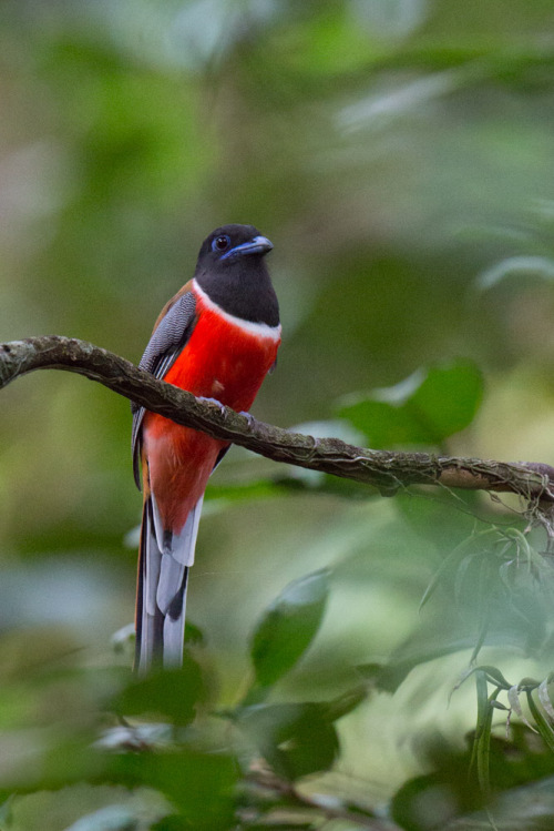 Unprocessed Trogon Image