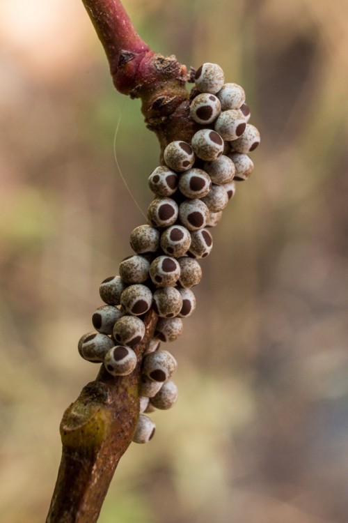 Probably Metanastria Moth Eggs