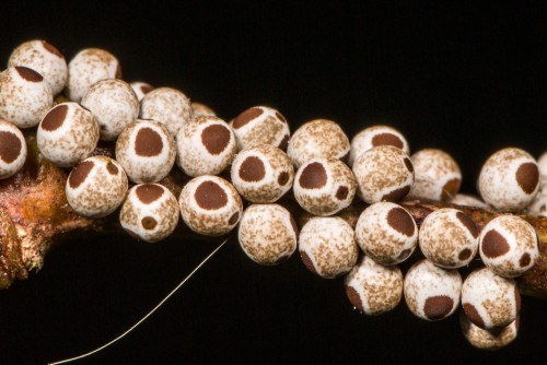 Probably Metanastria Moth Eggs
